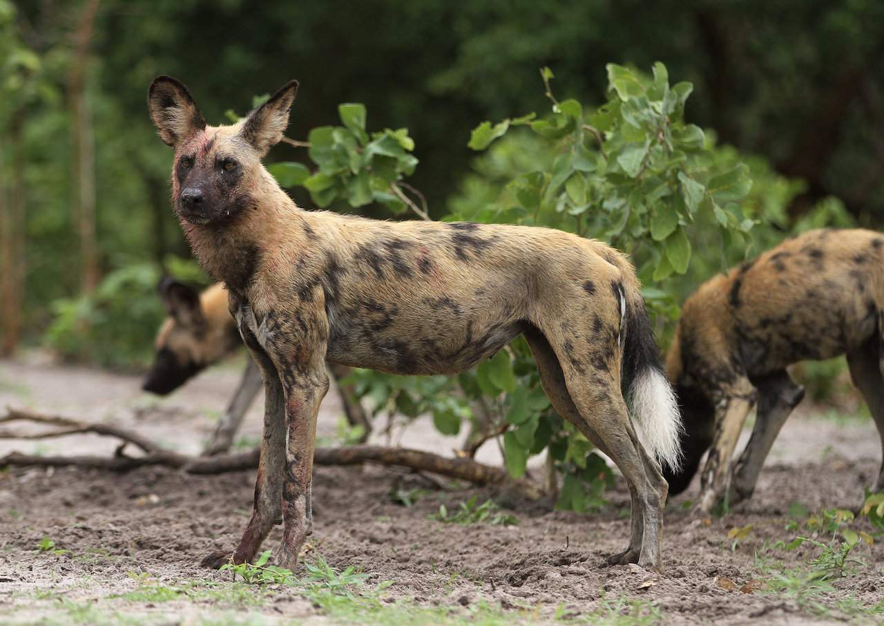 African Wild Dog Chobe National Park