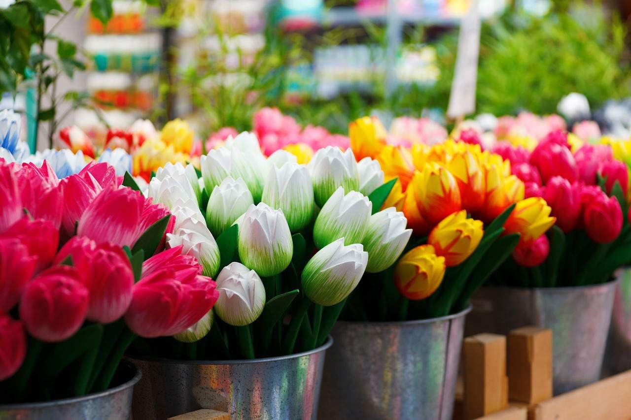 Amsterdam tulips