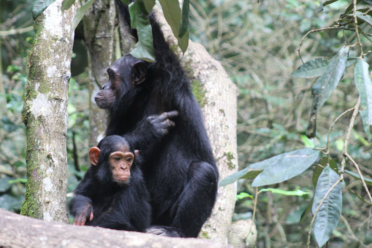 Chimpanzees Uganda