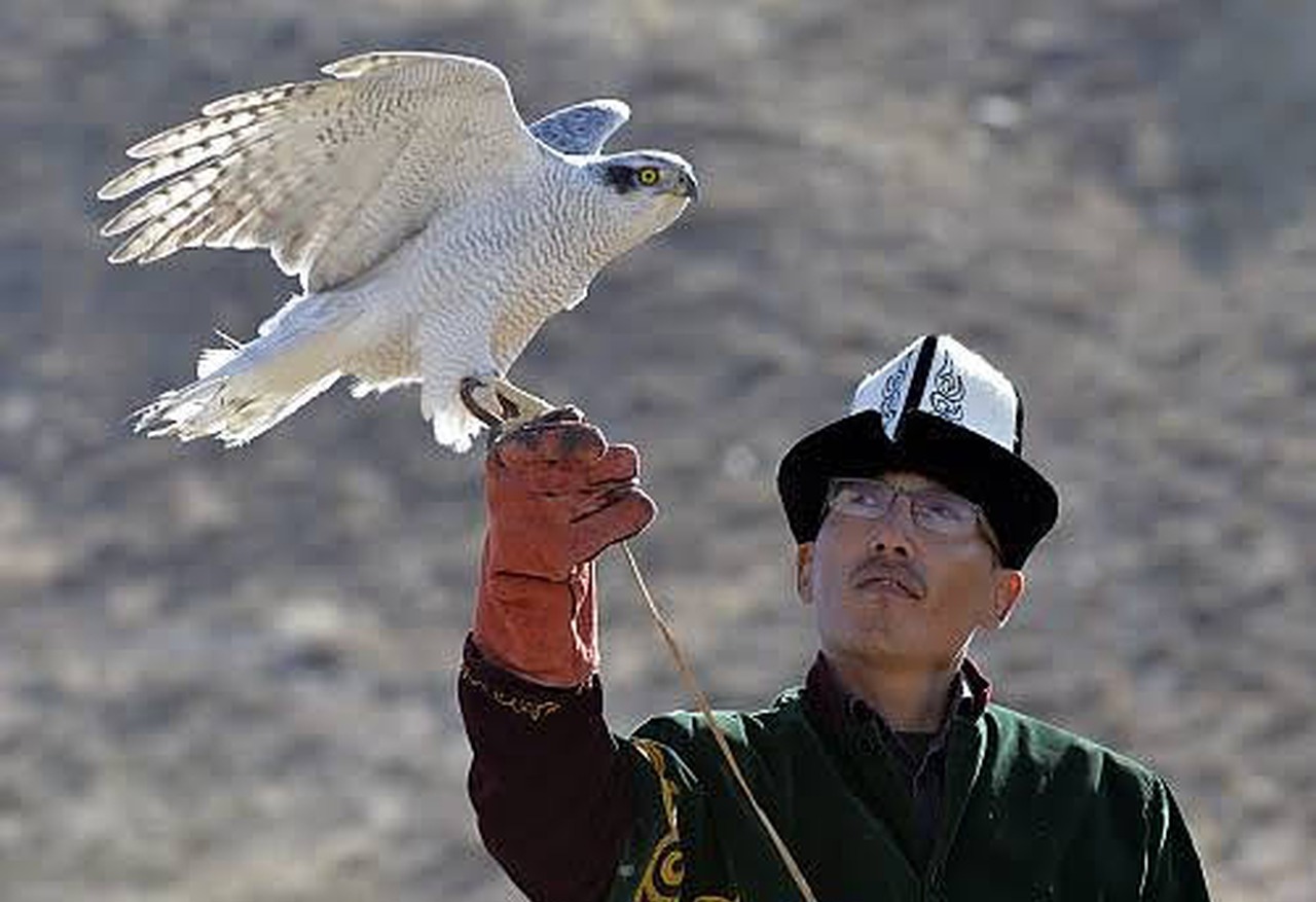 Falconry