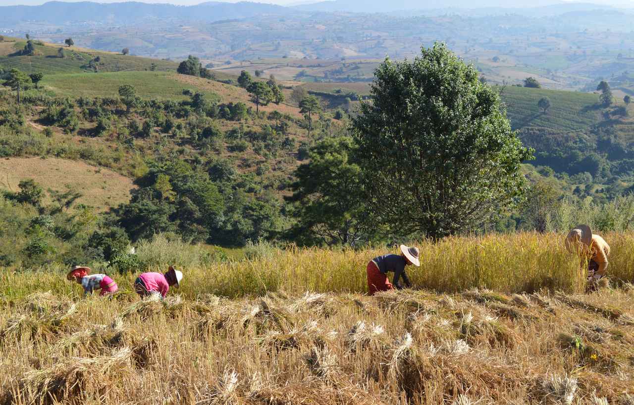 Harvesting rice on the trek from Kalaw to Inle Lake