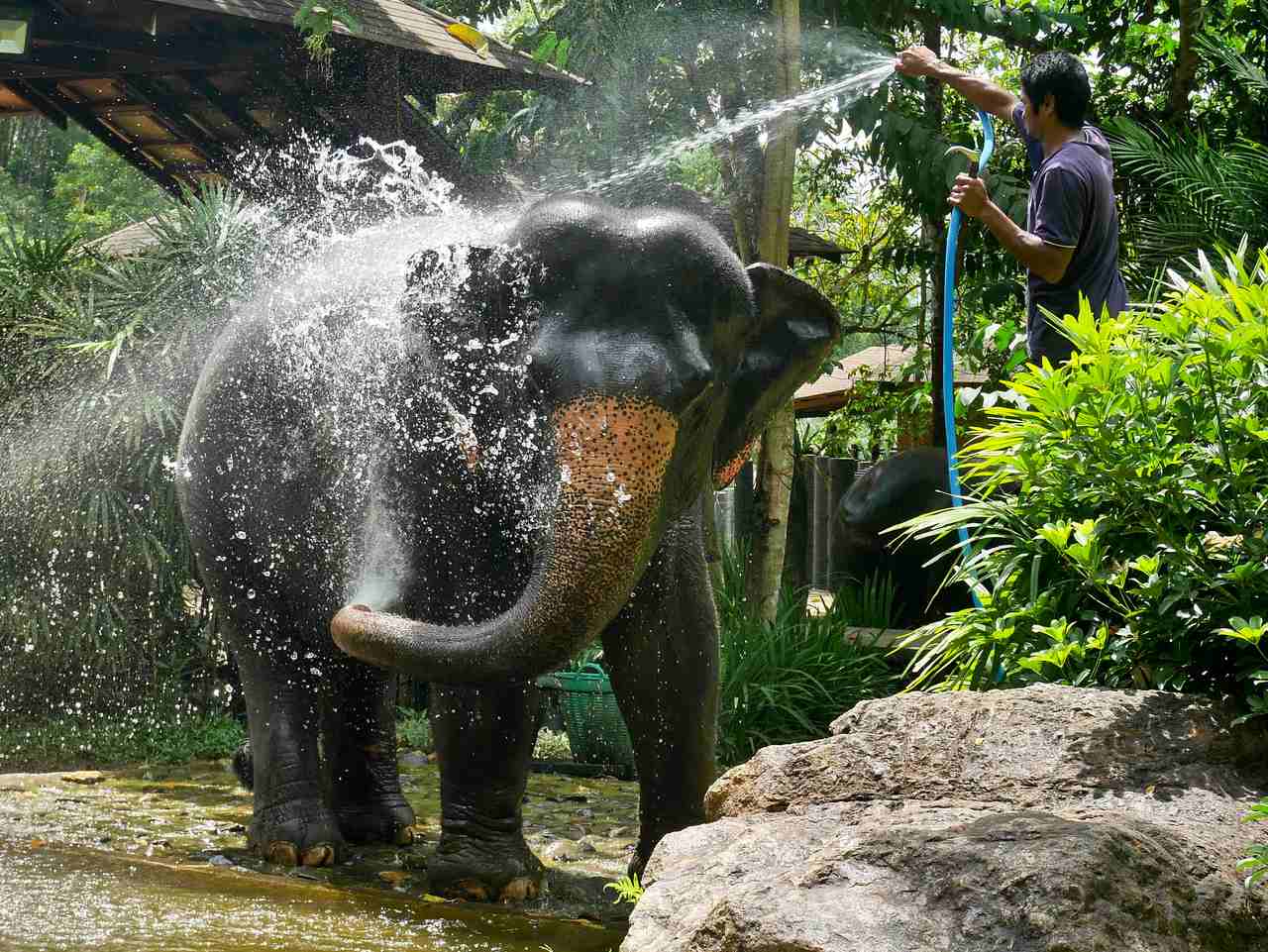 Phang Nga Hosing elephant