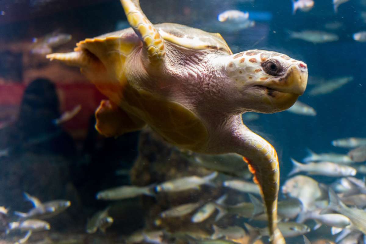 Nausicaä sea life centre, Boulogne-Sur-Mer